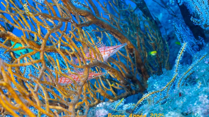 Que « Vie Océane » nous rassemble encore en 2025 !