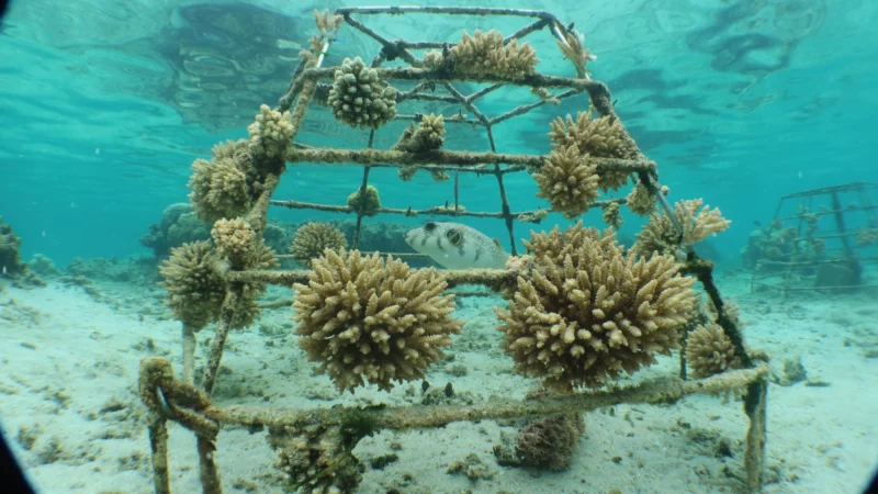 L&rsquo;éducation active à la préservation des récifs coralliens