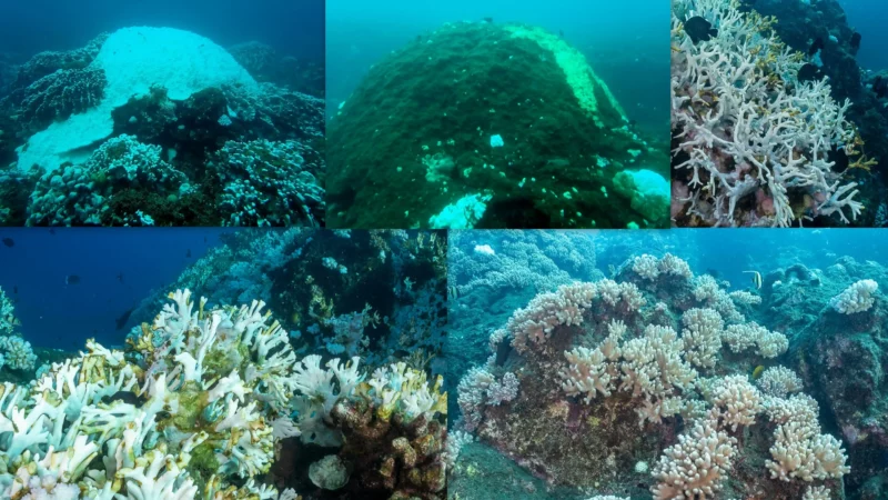 Quand les coraux blanchissent…