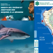 « Wild legal »: Requins, le droit de vivre