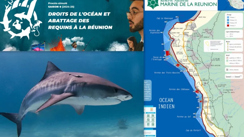 « Wild legal »: Requins, le droit de vivre