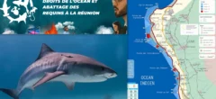 « Wild legal »: Requins, le droit de vivre