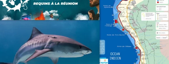 « Wild legal »: Requins, le droit de vivre