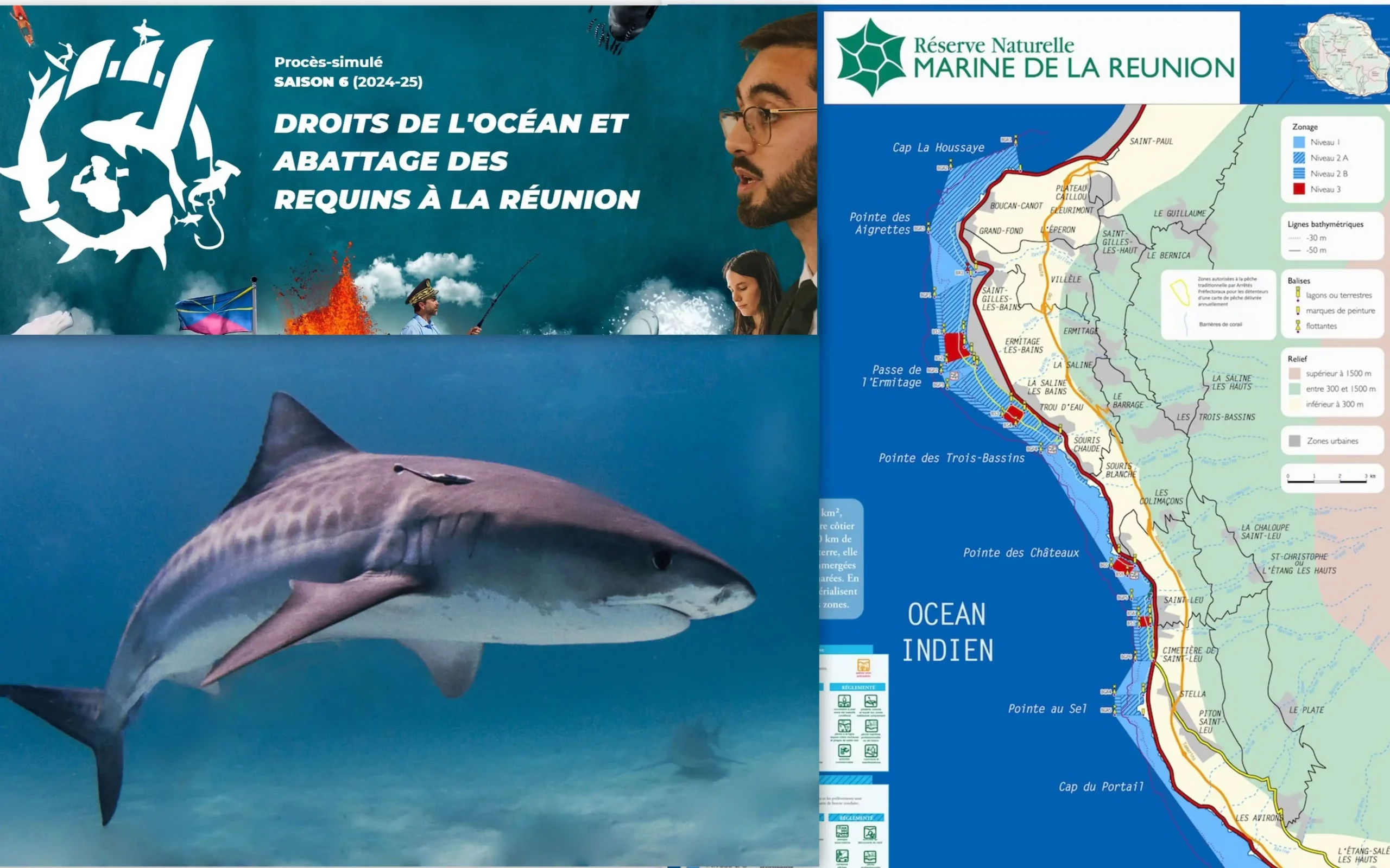 You are currently viewing « Wild legal »: Requins, le droit de vivre